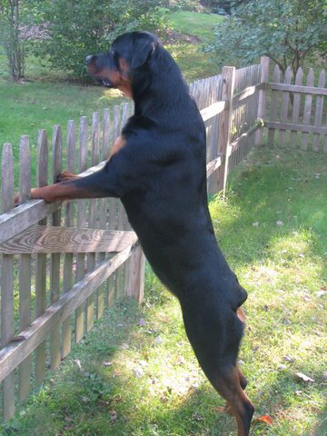 Indy standing on fence