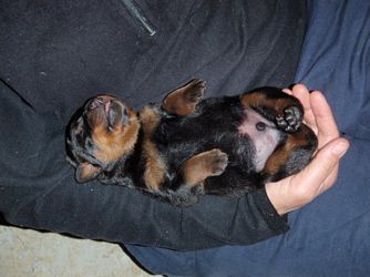 Bubba boy 4 days old - Click for Larger View