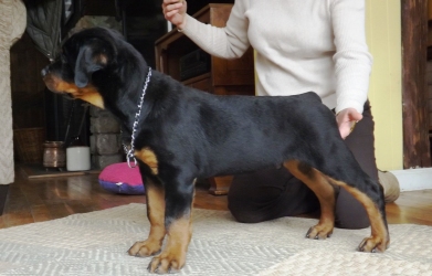 Male Rottweiler Puppy @ 10.4 weeks - Click for Larger View
