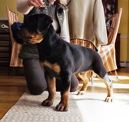 Male Rottweiler Puppy @ 10.4 weeks - Click for Larger View