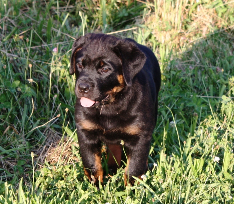Wellslands Rottweilers - Rottweiler Breeder | Rottweiler Puppies ...
