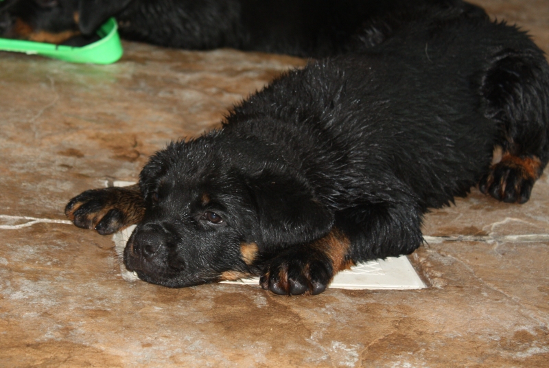 Wellslands Rottweilers - Rottweiler Breeder | Rottweiler Puppies ...