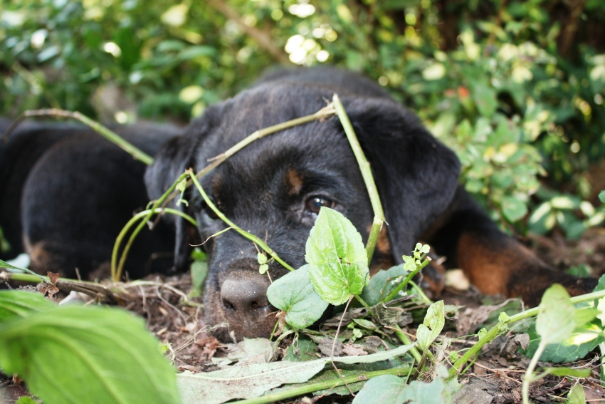 Wellslands Rottweilers - Rottweiler Breeder | Rottweiler Puppies ...