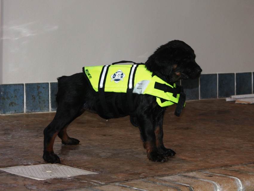 Wellslands Rottweilers - Rottweiler Breeder | Rottweiler Puppies ...