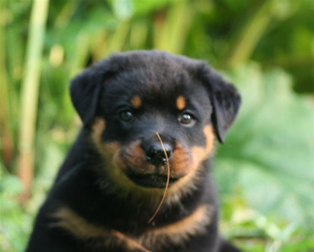 Black boy - 7 weeks