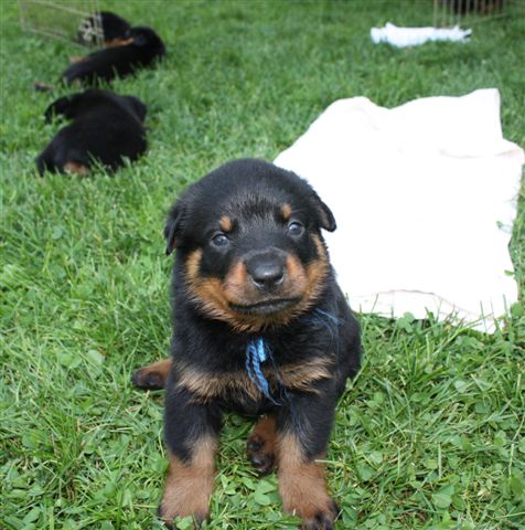 blue girl 4 wks 1 day