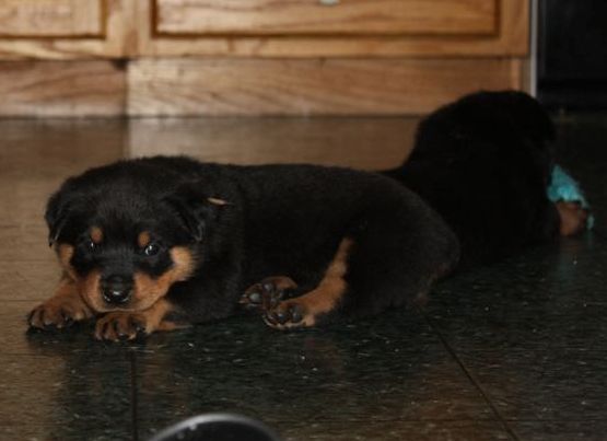 brown girl  4 wks 1 day