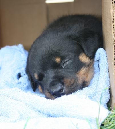 Sleeping Beauty