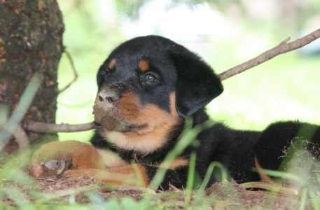 Tired dirty puppy