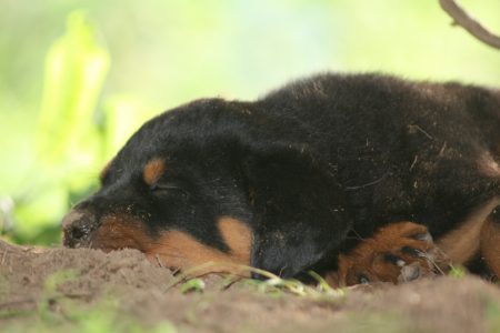 Tired dirty puppy