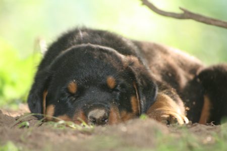 Tired dirty puppy
