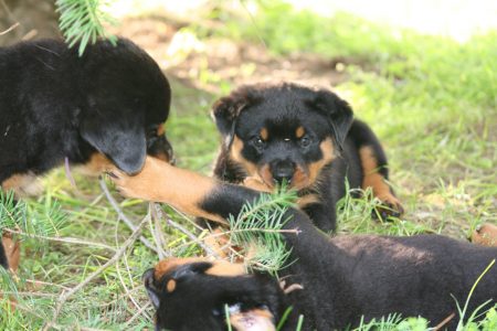 Tired dirty puppies