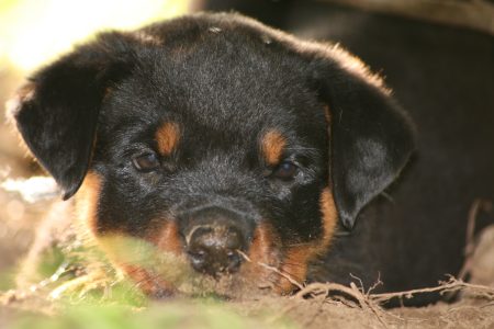 Tired dirty puppy