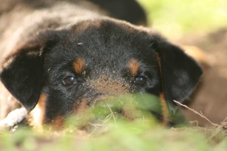 Tired dirty puppy