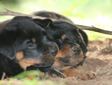 Tired dirty puppy