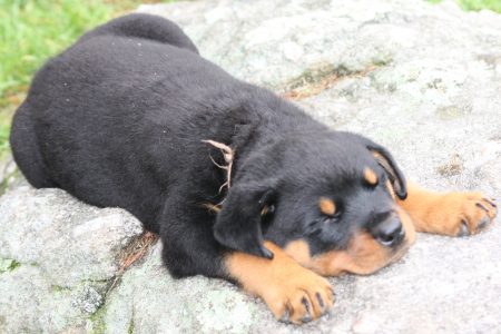 Tired dirty puppy