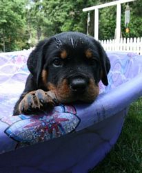 Sierra x Boz pups - Click for Larger View