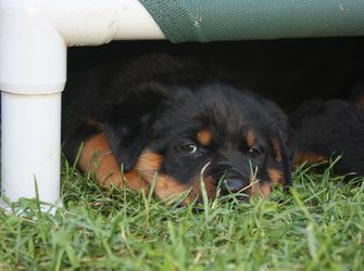 Blue boy 5.5 weeks - Click for Larger View