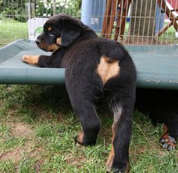 Sierra x Boz pups - Click for Larger View