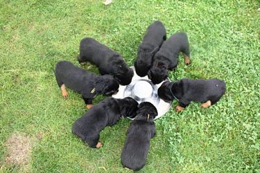 Goats milk and chopped chicken 4wks 2 days - Click for Larger View