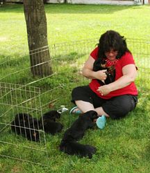 Laura and Sierra 2.5wk old puppies - Click for Larger View