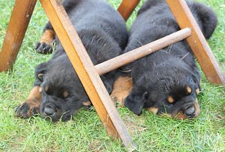 Sierra x Boz pups - Click for Larger View