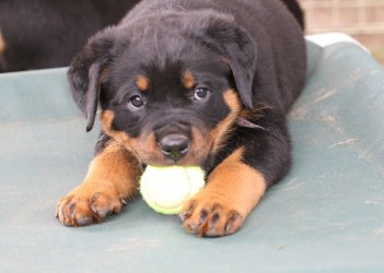 Sierra x Boz pups - Click for Larger View