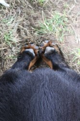 Sierra x Boz pups - Click for Larger View