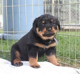 Purple girl sitting 4wks 1 day - Click for Larger View