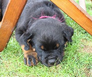 Sierra x Boz pups - Click for Larger View