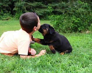 Sierra x Boz pups - Click for Larger View