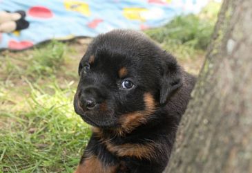 light blue girl head 4wks 1 day - Click for Larger View